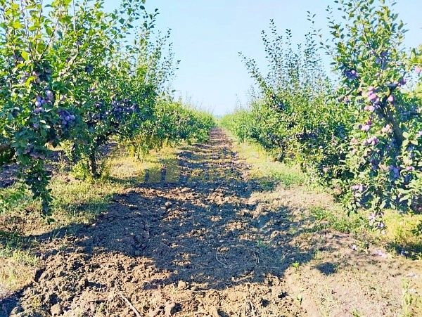 Земли коммерческого назначения, 7.8  гектар, Краснодарский край, Крымский район, Непиль
