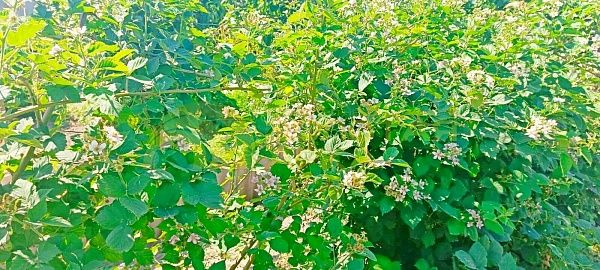 Дом с участком, 93 кв.м. Дом с участком, 93 кв.м.