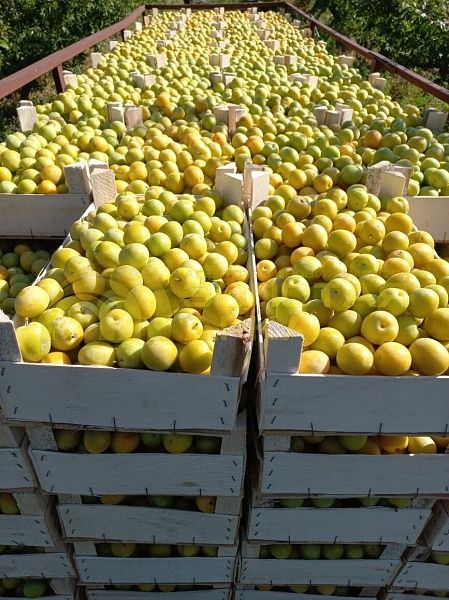 Земли коммерческого назначения, 7.8  гектар, 
