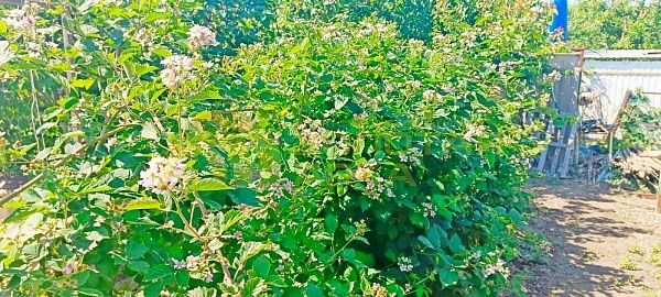 Дом с участком, 93 кв.м. Дом с участком, 93 кв.м.