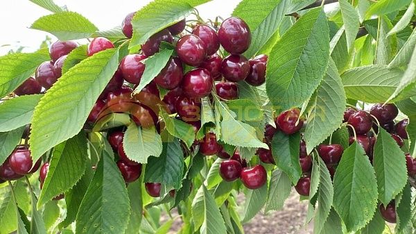 Земли коммерческого назначения, 7.8  гектар, 
