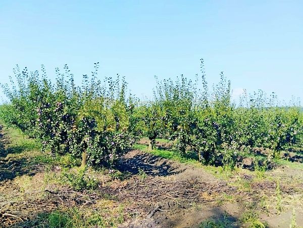 Земли коммерческого назначения, 7.8  гектар, 
