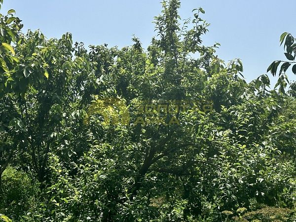 Дом с участком, 59 кв.м.