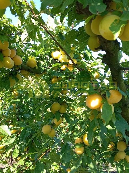 Земли коммерческого назначения, 7.8  гектар, 
