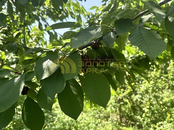 Дом с участком, 59 кв.м.