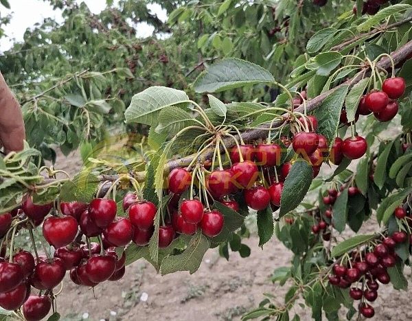 Земли коммерческого назначения, 374  сотка, 
